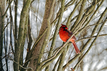 A male cardinal perched in a bush during a winter snow.