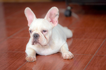 French bulldog