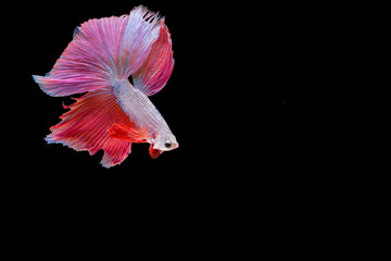 Betta fish, moving moment of Siamese fighting fish isolated on black background, fighting fish.