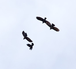 A flock of raven birds on a blue sky