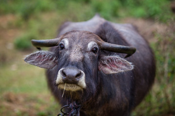 Water buffalo against green background is looking into the camera, Sri Lanka