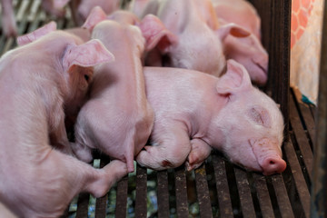 Newborn piglet lying huddling together for warmth.