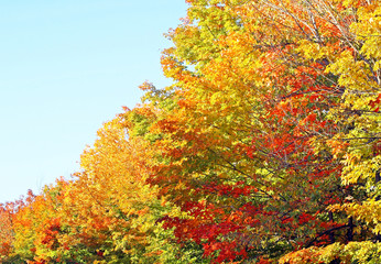 Beautiful Autumn foliage in shades of Gold and Crimson
