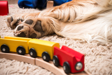 Dog and train