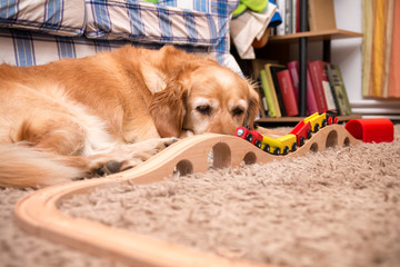 Dog and train