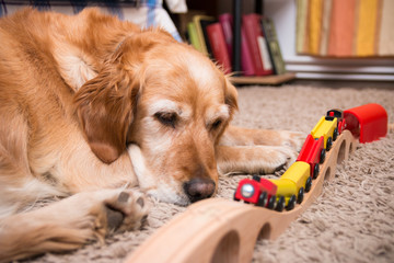 Dog and train