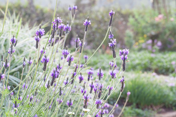 Lavender flower in the mint family