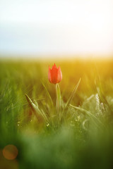Spring flowers tulips in the steppe. Red tulip. Тulipa gesneriana (T. schrenkii Regel))