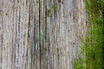 Old wooden wall with green moss