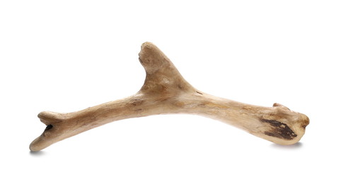 dry rotten branch isolated on white background
