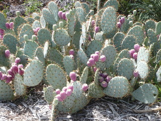 American cacti