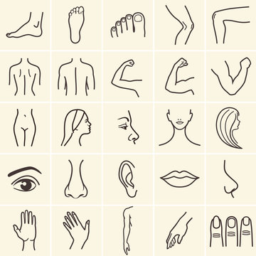 human body parts icons plastic face surgery, medical vector icons. Body sculpting system.