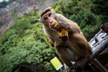 Monkey eating a Mango Fruit against green background in Sri Lanka