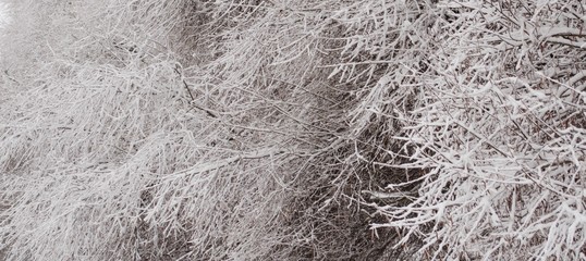 winter structure in the nature