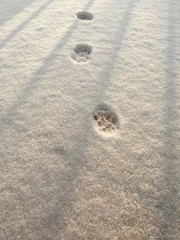 cat footprint