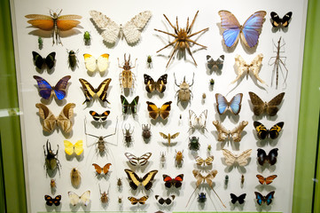 Butterfly Specimens