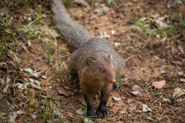Indian mongoose (Herpestes edwardsi) in Yala National Park, Sri Lanka