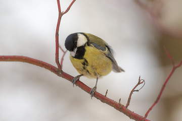 Curious tit on a branch