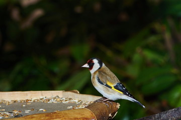 Stieglitz (Carduelis carduelis)