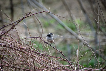 Long tailed tit British wild bird settled in nest in spring