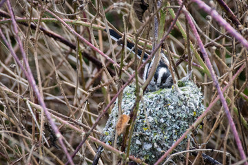 Long tailed tit British wild bird settled in nest in spring