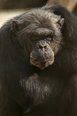 Chimpansee is sitting with his arms crossed