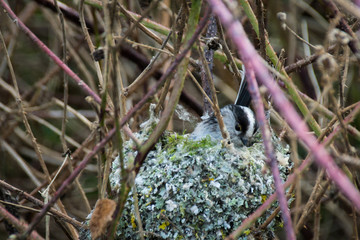 Long tailed tit British wild bird settled in nest in spring