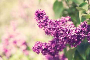 Lilac flowers spring blossom