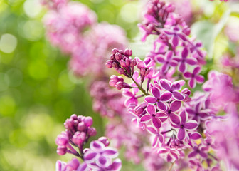 Lilac flowers spring blossom