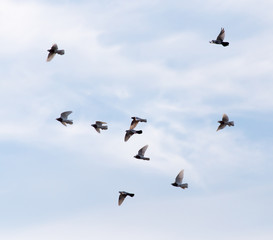 a flock of pigeons in the sky