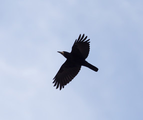 crows on the background of the sky with clouds