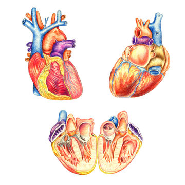 The human heart viewed from the front, behind and lengthwise cut, hand drawn medical illustration, color pencils drawing with imitation of lithography
