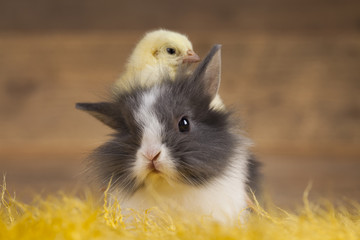 Little chick and bunny on wooden background