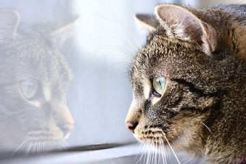 Close-up of a cat looking out of the window - with its reflection in the glass