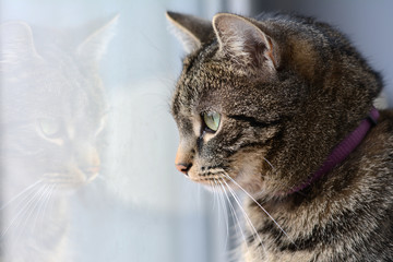 Close-up of a cat sitting near the window - with its reflection in the glass