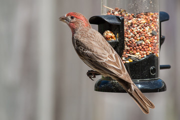 House finch, male, eating at a bird feeder.