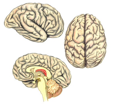 Human Brain Side View, View From Above And Viewed Through A Mid-line Incision Showing The White Matter Of The Corpus Callosum, Hand Drawn Medical Illustration,  Pencils Drawing, Lithography Imitation 