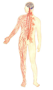 The human nervous system, hand drawn medical illustration, color pencils drawing with imitation of lithography