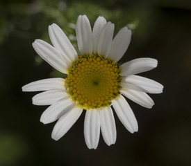 Fototapeta premium A white margaret flower
