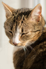 Portrait of a sleepy tabby cat with white nose and half closed eyes