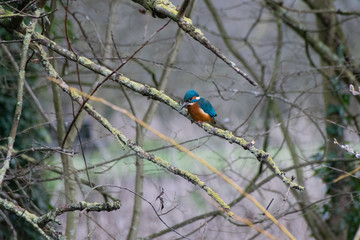 Kingfisher by the river bank perched on a branch hunting for fish