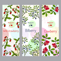 Herbal tea collection. Wild strawberry, bilberry, cowberry banner set