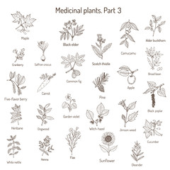 Vintage collection of hand drawn medical herbs and plants. Botanical set