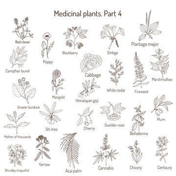 Vintage collection of hand drawn medical herbs and plants. Botanical set