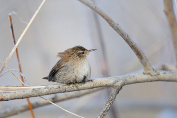 Eurasian wren in winter