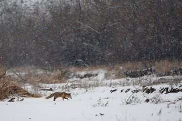 Walking red fox in winter