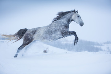 Horse in the snow