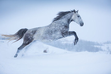 Fototapeta na wymiar Horse in the snow
