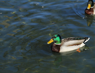 Male Mallard duck swiming in pond.