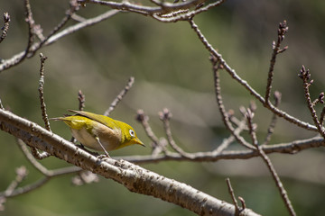 Japanese white‐eye